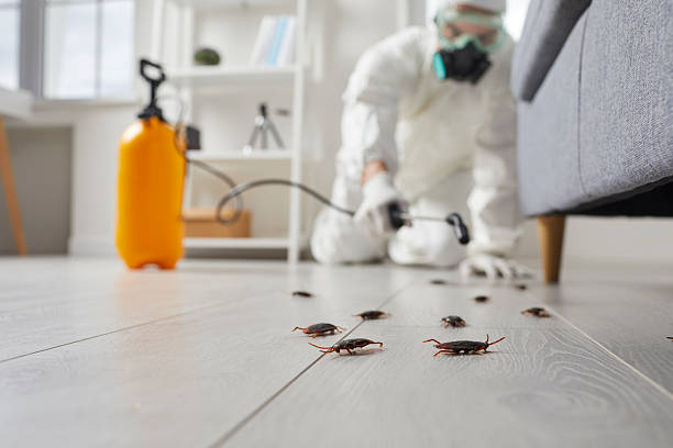 Commercial Rodent Management in Black Diamond